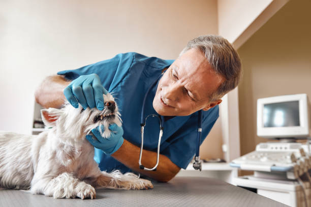 Best Emergency Dentist for Knocked-Out Tooth in Rothsville, PA